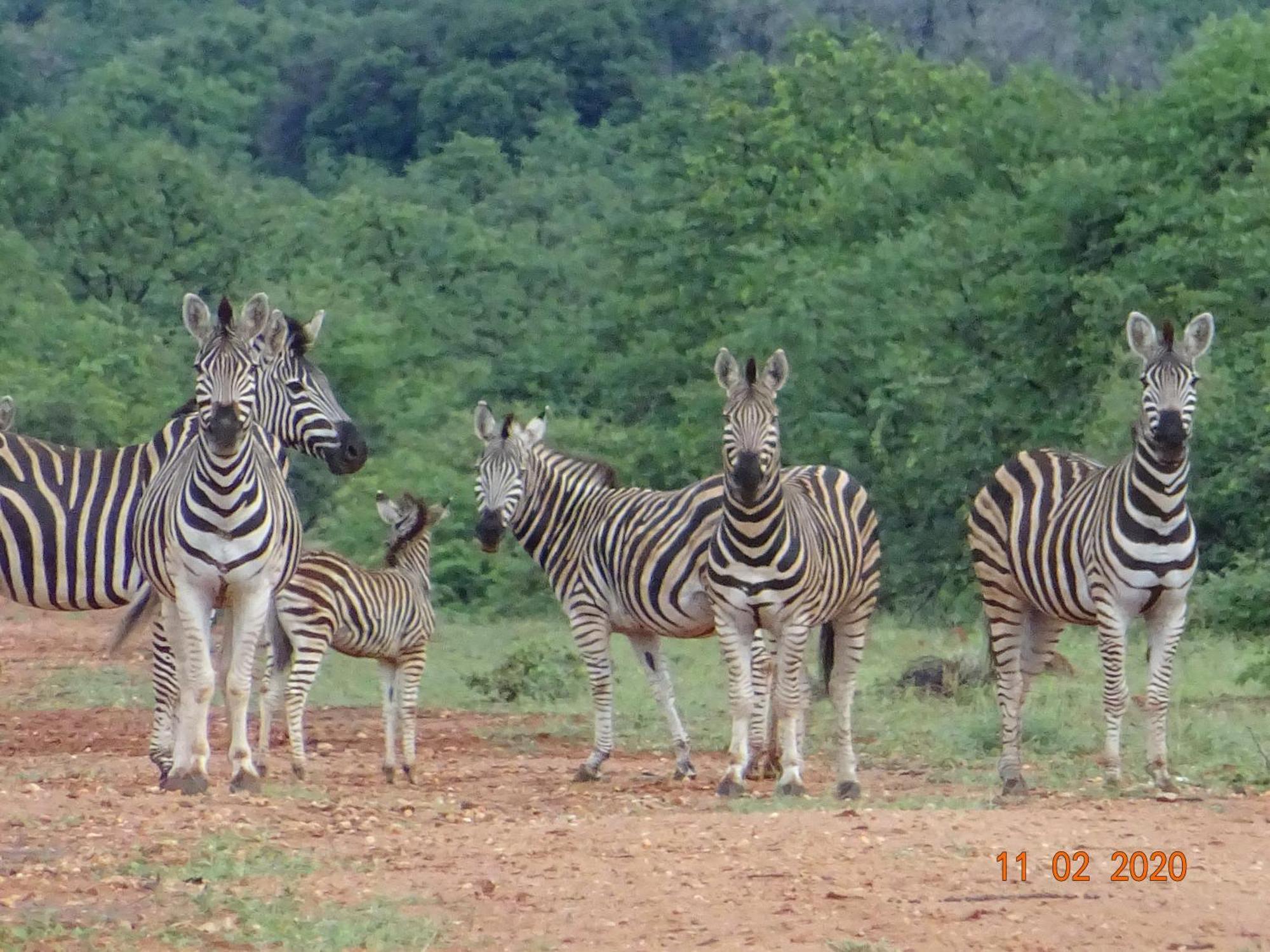 Tokio Limpokwena Nature Reserve מראה חיצוני תמונה
