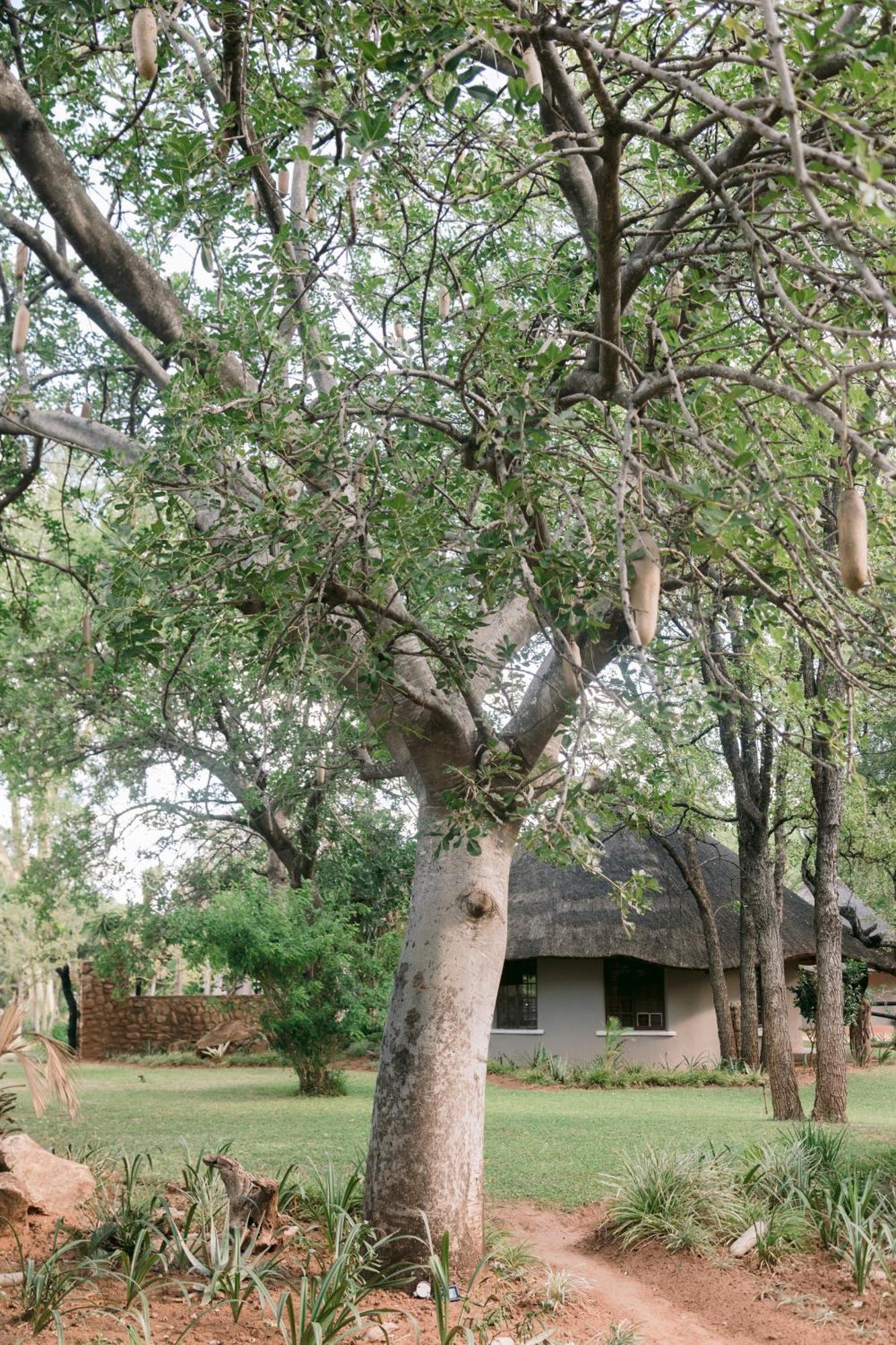 Tokio Limpokwena Nature Reserve מראה חיצוני תמונה